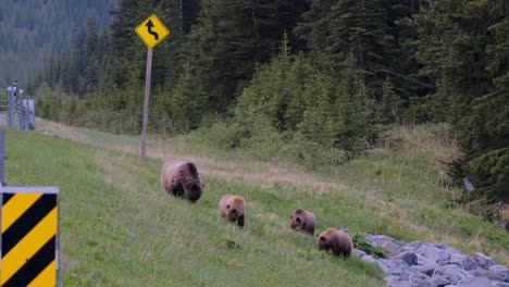 A-mother-bear-leads-her-three-cubs-along-the-edge-of-a-forested-road-as-the-evening-light-fades,-highlighting-the-intersection-of-nature-and-human-infrastructure