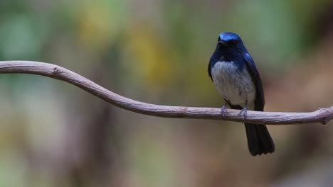 Camera-zooms-in-while-this-bird-is-perched-facing-towards-the-camera,-Hainan-Blue-Flycatcher-Cyornis-hainanus,-Thailand