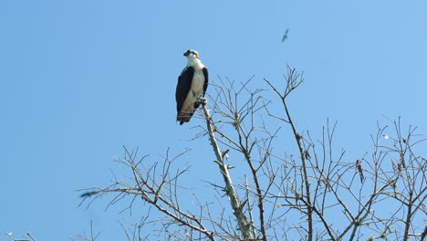 American-osprey-sea-hawk-on-tree-branch,-calling-and-spreading-wings,-flying-away-4k