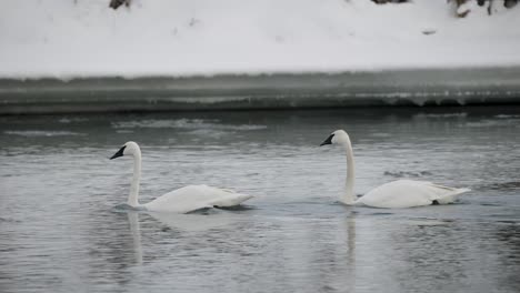 Two-elegant-swans-glide-across-the-calm-surface-of-a-river-surrounded-by-a-snowy-landscape,-with-the-tranquility-of-the-evening-light-casting-a-peaceful-atmosphere