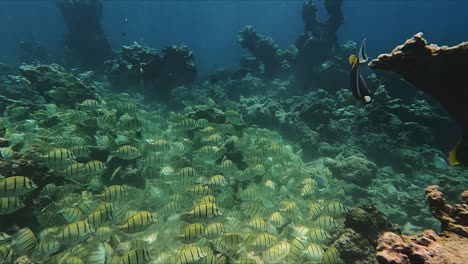 Convict-Surgeonfish-Swimming-in-Large-School-Grazing-on-Coral-Reef