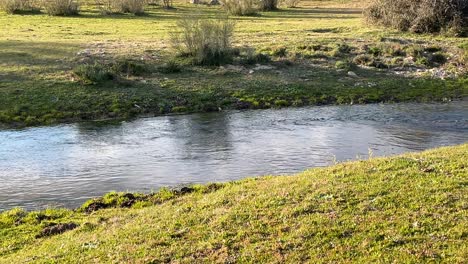 High-quality-filming-of-a-stream-visualizing-the-crystal-clear-water-flowing-and-the-two-green-banks-projected-with-the-light-of-the-sunset,-one-of-them-with-shadows-of-bushes-in-Avila-Spain