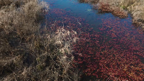 Contrasting-autumn-foliage-in-bell-slough-wildlife-management-area,-arkansas,-aerial-view