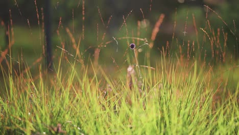 Winzige-Insekten-Tummeln-Sich-über-Dem-üppigen-Grünen-Gras,-Das-Von-Der-Morgensonne-Erwärmt-Wird