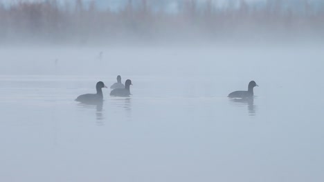 Flock-of-Coot-birds-in-Misty-Morning
