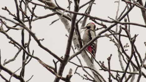 Colorful-woodpecker-standing-on-a-tree-branch-in-the-forest