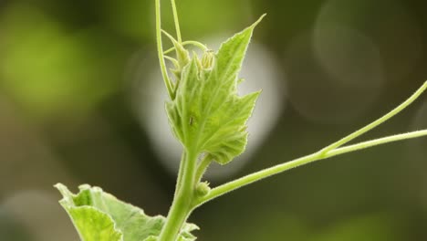 Bottle-gourd-leafs---food---green