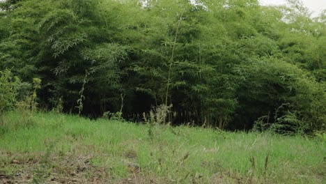 Bambuswald,-Kamera-Schwenkt-Von-Rechts-Nach-Links
