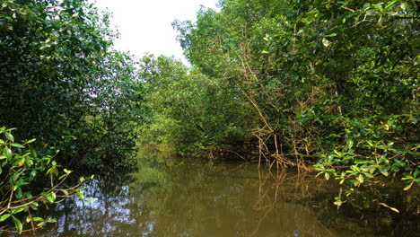 POV-shot-floating-on-a-river,-through-mangrove-forest-of-sunny-west-Africa