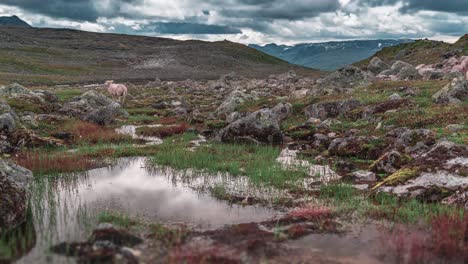 A-small-flock-of-wooly-sheep-grazes-on-the-rocky-pastures-of-the-mountain-plateau-in-Norway