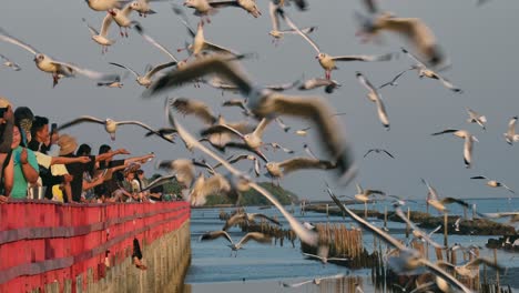 Camera-zooms-in-while-people-at-a-coastal-community-feeds-the-seagulls-as-they-fly-around,-People-feeding-Seagulls,-Thailand