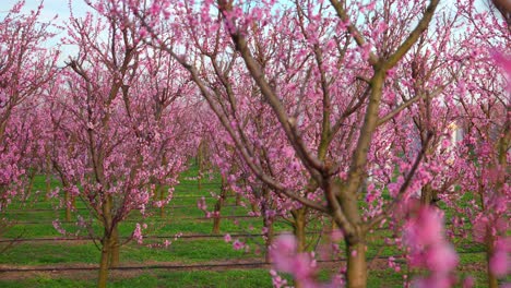 Japanische-Aprikosenbäume-Mit-Rosa-Blüten-In-Voller-Blüte