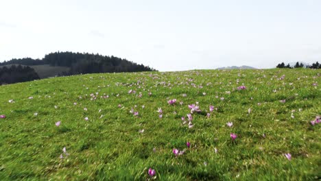 Volando-Cerca-De-Mrzli-Vrh,-Una-Exuberante-Alfombra-De-Azafranes-Verdes-Y-Morados,-Azafranes-Ondulan-Sobre-El-Paisaje,-Con-Un-Telón-De-Fondo-De-Cadenas-Montañosas-Distantes-Bajo-Un-Cielo-Despejado