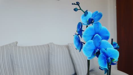 Blue-Orchid-at-home,-in-a-pot