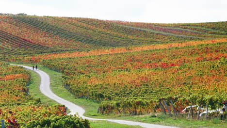 Vineyard-in-autumn,-colorful-leaves,-with-a-road-and-pedestrians