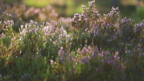 Zarte-Rosa,-Weiße-Und-Violette-Heideblüten-Im-Gegenlicht-Der-Morgensonne,-Die-über-Dem-Moorland-Aufgeht