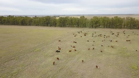 Herd-Grazing-on-Vast-Prairie---aerial-panoramic