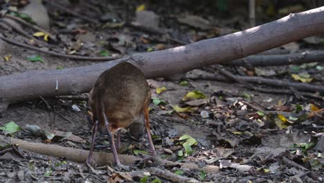 Seen-from-its-back-eating-then-turns-its-head-to-the-right-and-goes-away-to-the-left,-Lesser-Mouse-deer-Tragulus-kanchil,-Thailand