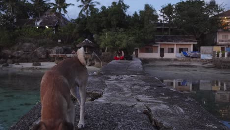 Perro-Callejero-Camina-Sobre-Un-Muelle-De-Piedra-En-La-Playa-En-La-Isla-De-Cebú