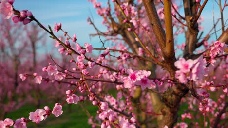 Japanese-Plum-Blossoms-In-Orchard-On-Sunny-Day