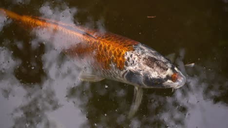 Wilde-Koi-Fische-Statisch-An-Der-Wasseroberfläche,-Nahaufnahme