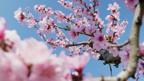 Close-up-shot-beautiful-peach-tree-flowers-blossom-on-a-sunny-spring-day-against-blue-sky