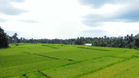 Flug-über-Reisfelder-Der-Insel-Bali-In-Indonesien