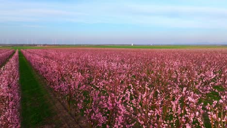 Volando-Sobre-Los-Albaricoqueros-Japoneses-Con-Flores-Rosadas-En-El-Campo