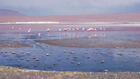 Flamingos-wading-in-a-reflective-lake-with-pink-hues-in-the-Bolivian-Altiplano