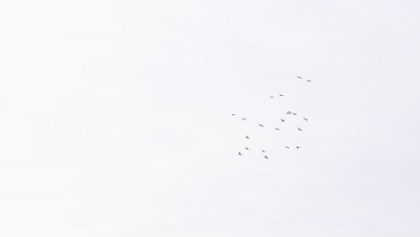 Small-flock-of-geese-fly-in-overexposed-sky-and-disappear-from-view