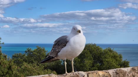 Closeup-of-a-White-Seagull-Sitting-on-a-Rock-with-the-Sea-in-the-Background-and-a-Clear-Blue-Sky