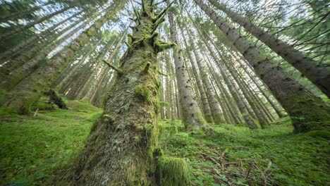 Moosbedeckte-Stämme-Alter-Kiefern-Ragen-Im-Sommerwald-In-Den-Himmel