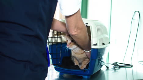 Cat-is-taken-out-of-the-transport-box-and-held-on-the-vet's-arm