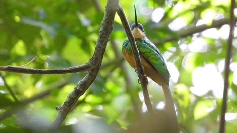 Partly-hidden-while-perching-on-a-branch-of-a-tree-in-the-tropical-rainforest-of-Colombia-in-South-America,-a-Rufous-Tailed-Jacamar,-Galbula-ruficauda-is-looking-up-and-down-from-its-perch