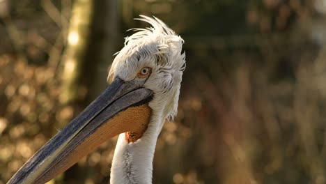 pelican-close-up-super-slow-motion