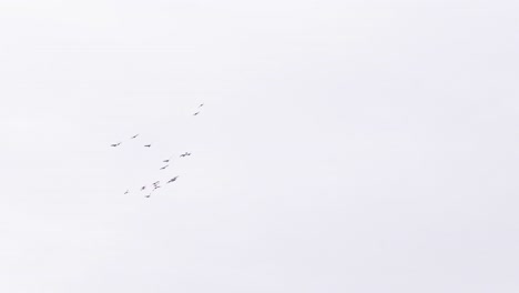 Flock-of-geese-fly-in-chaotic-formation-with-overexposed-sky-background