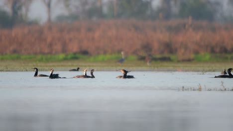 Bandada-De-Grandes-Cormoranes-En-El-Lago