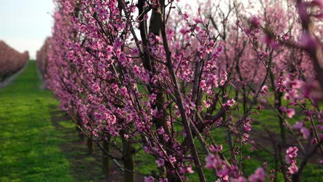 Flor-De-Primavera-Con-Albaricoqueros-En-Crecimiento-En-Huerto-Rural