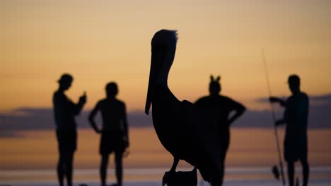 Outstanding-video-of-a-pelican-silhouette-in-Belize,-Caye-Caulker-island