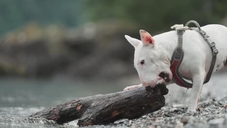 Un-Pequeño-Terrier-Blanco-Se-Sacude-Y-Juega-Con-Un-Trozo-De-Madera-En-La-Playa-De-Guijarros