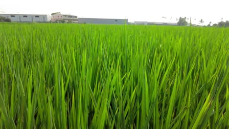 Exuberante-Campo-De-Arroz-Verde-Bajo-El-Cielo-Nublado,-ángulo-Bajo,-Contexto-Rural