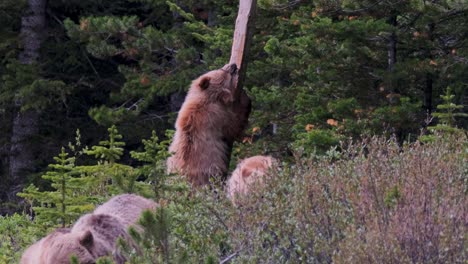 A-grizzly-bear-ambles-through-a-forest-clearing,-rubbing-its-body-on-a-wooden-post-while-other-grizzly-bears-walk-nearby