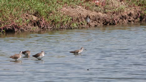 Four-individuals-facing-to-the-right-while-preening-and-and-dipping-their-heads-in-the-water-to-clean-up,-Common-Redshank-or-Redshank-Tringa-totanus,-Thailand