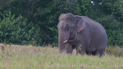 Ears-flapping-while-feeding-on-minerals,-Indian-Elephant-Elephas-maximus-indicus,-Thailand
