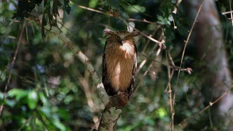 Seen-looking-straight-towards-the-camera-as-seen-deep-in-the-forest,-Buffy-Fish-Owl-Ketupa-ketupu,-Thailand