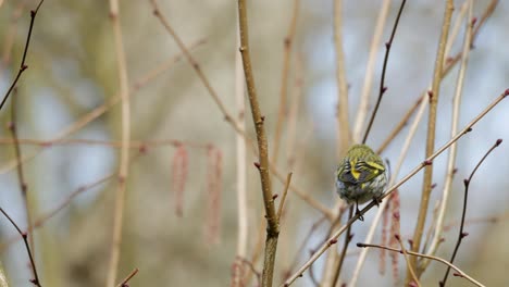 Eurasian-Siskin-bird-perches-on-branch-and-fly-away,-sunny-spring-day