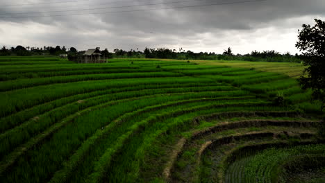 Amidst-the-chaos-of-thunderstorm-beauty-of-rice-terrace-fields-remains