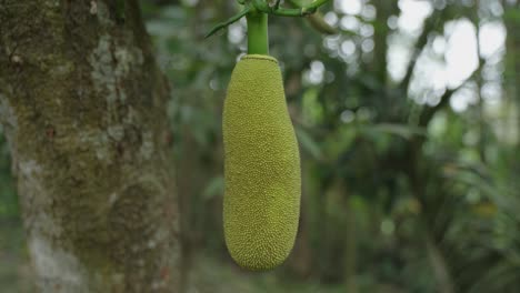Jackfruit-is-hanging-on-the-tree