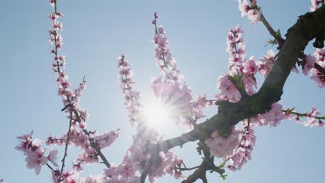 pink-cherry-tree-petals-swing-breeze-wind-against-clear-blue-sky-bright-sun-low-angle-panning-shot