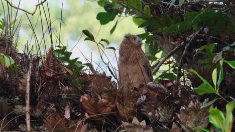Looking-to-the-left-then-suddenly-to-the-right-interested-of-what's-there,-Buffy-Fish-Owl-Ketupa-ketupu,-Juvenile,-Thailand